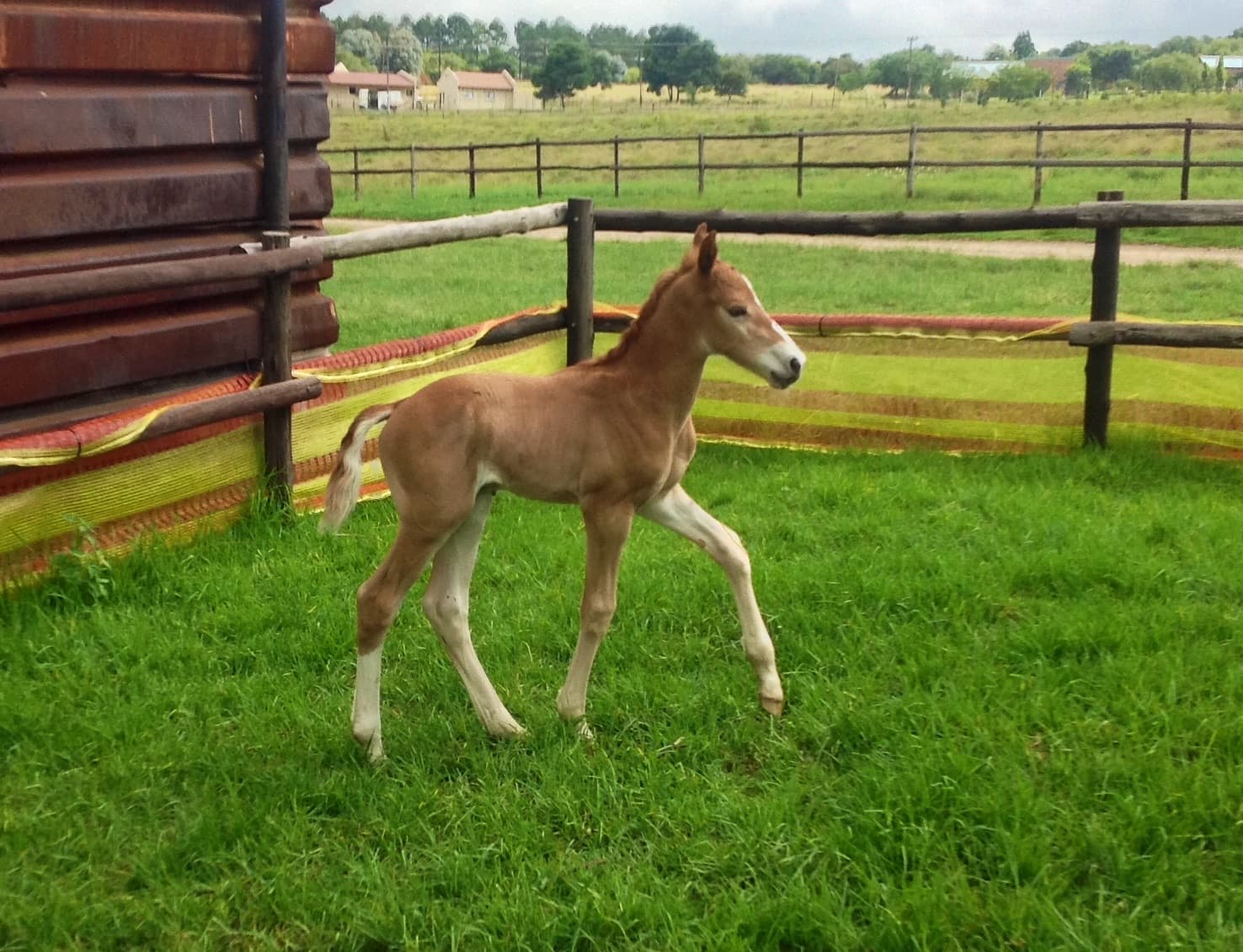Homebred as a foal